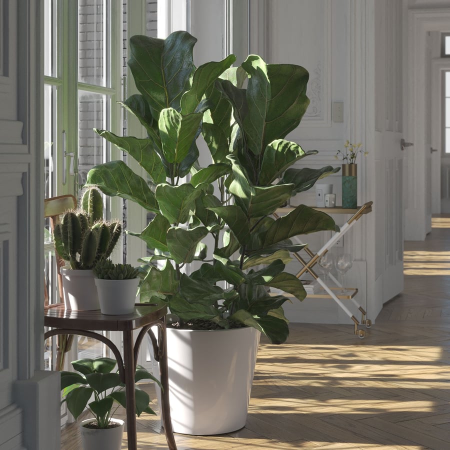 Model rośliny Fiddle Leaf Fig