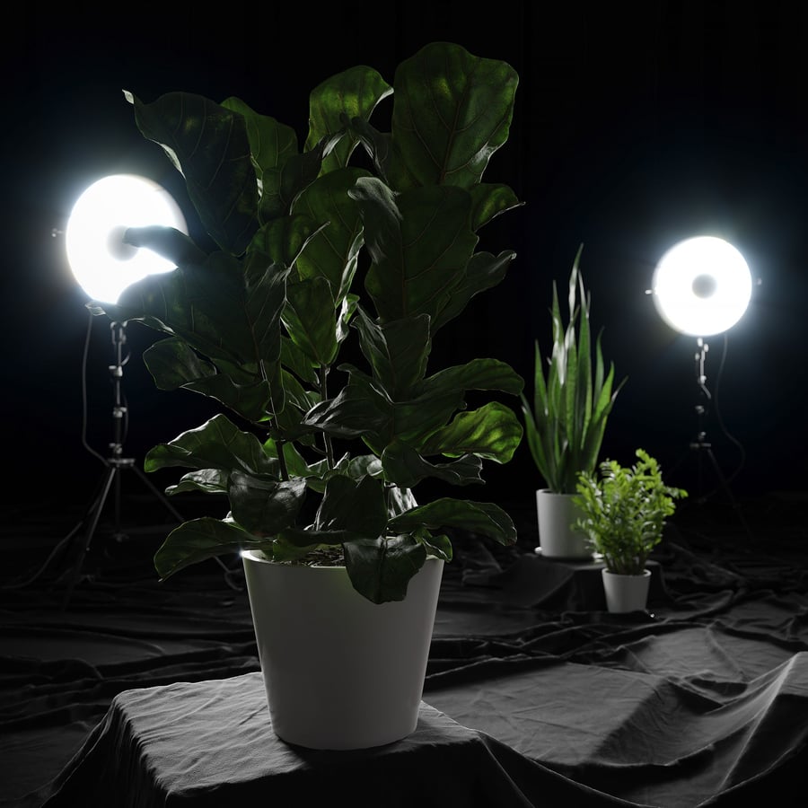 Model rośliny Fiddle Leaf Fig
