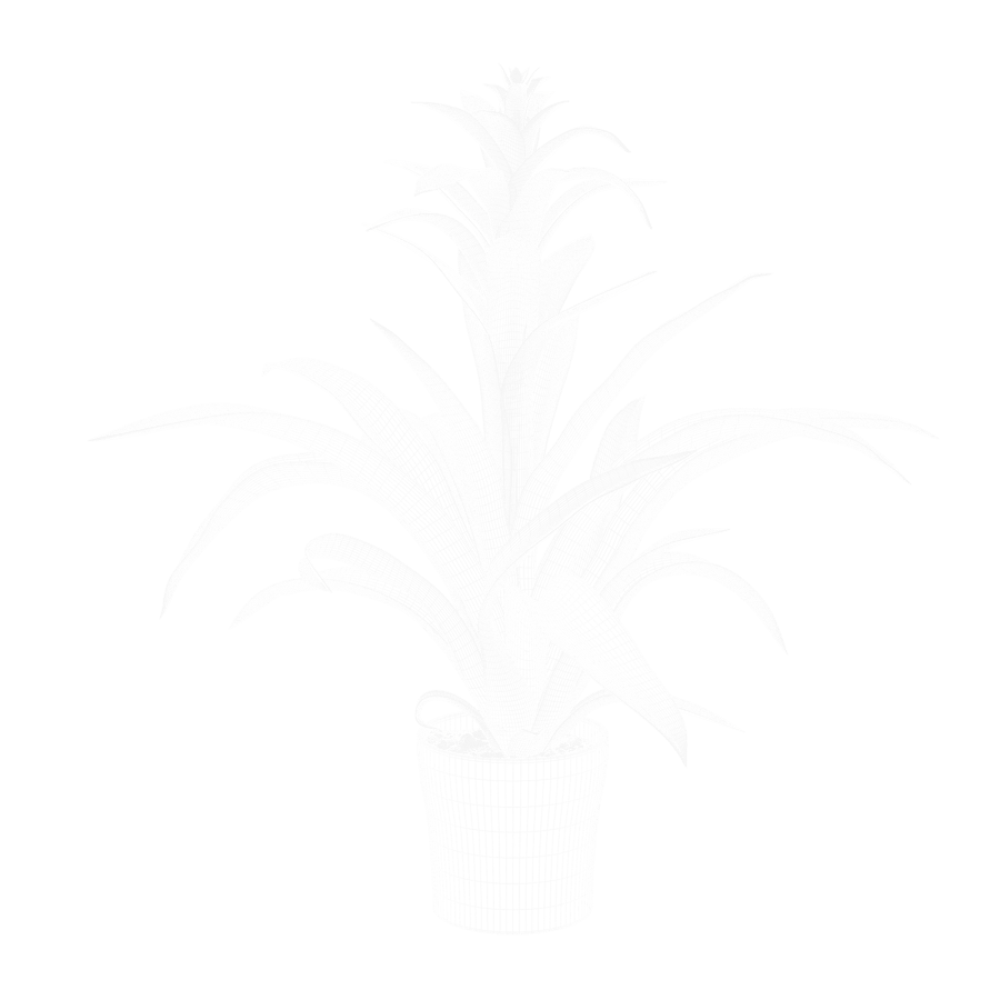 Model rośliny Bromelia
