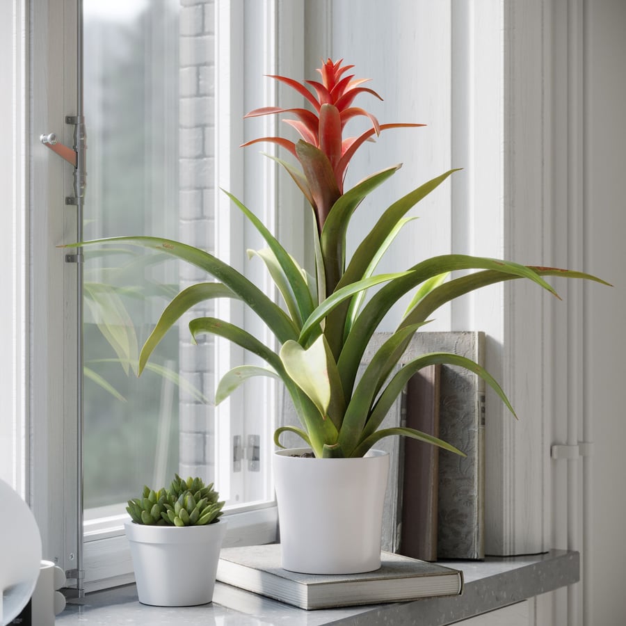 Model rośliny Bromelia