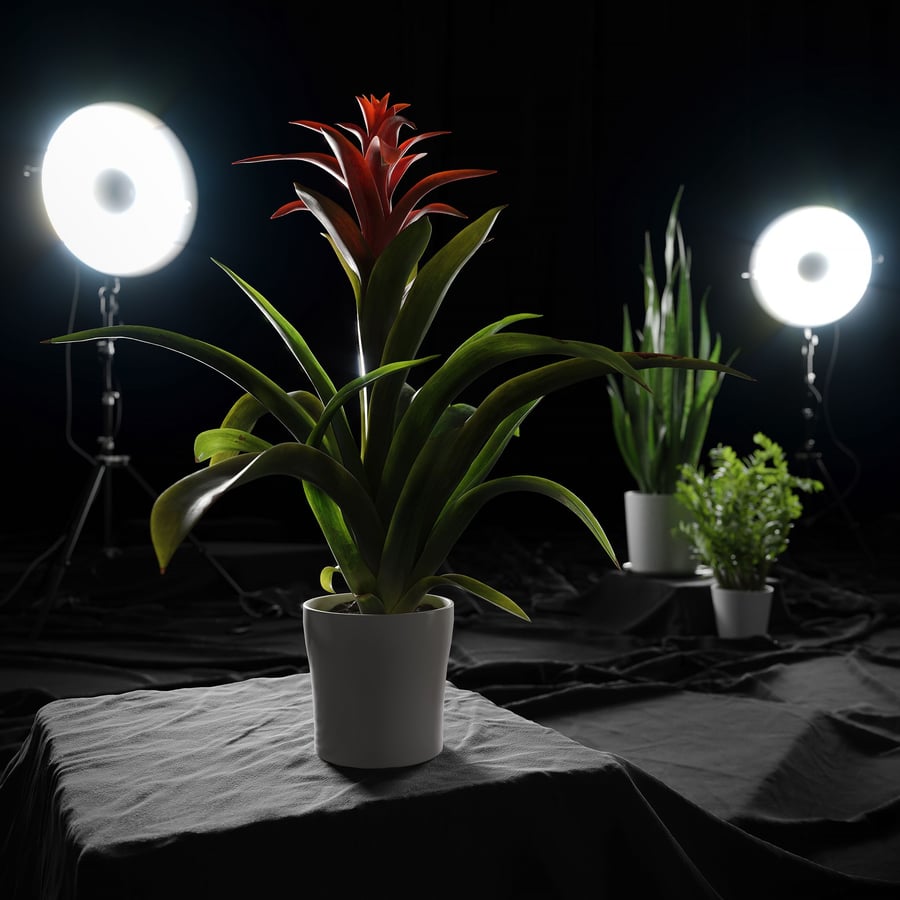 Model rośliny Bromelia