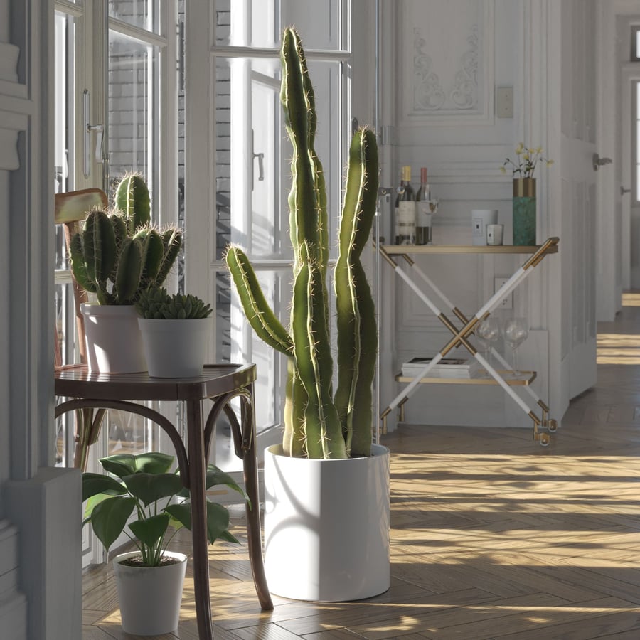 Model kaktusa Saguaro