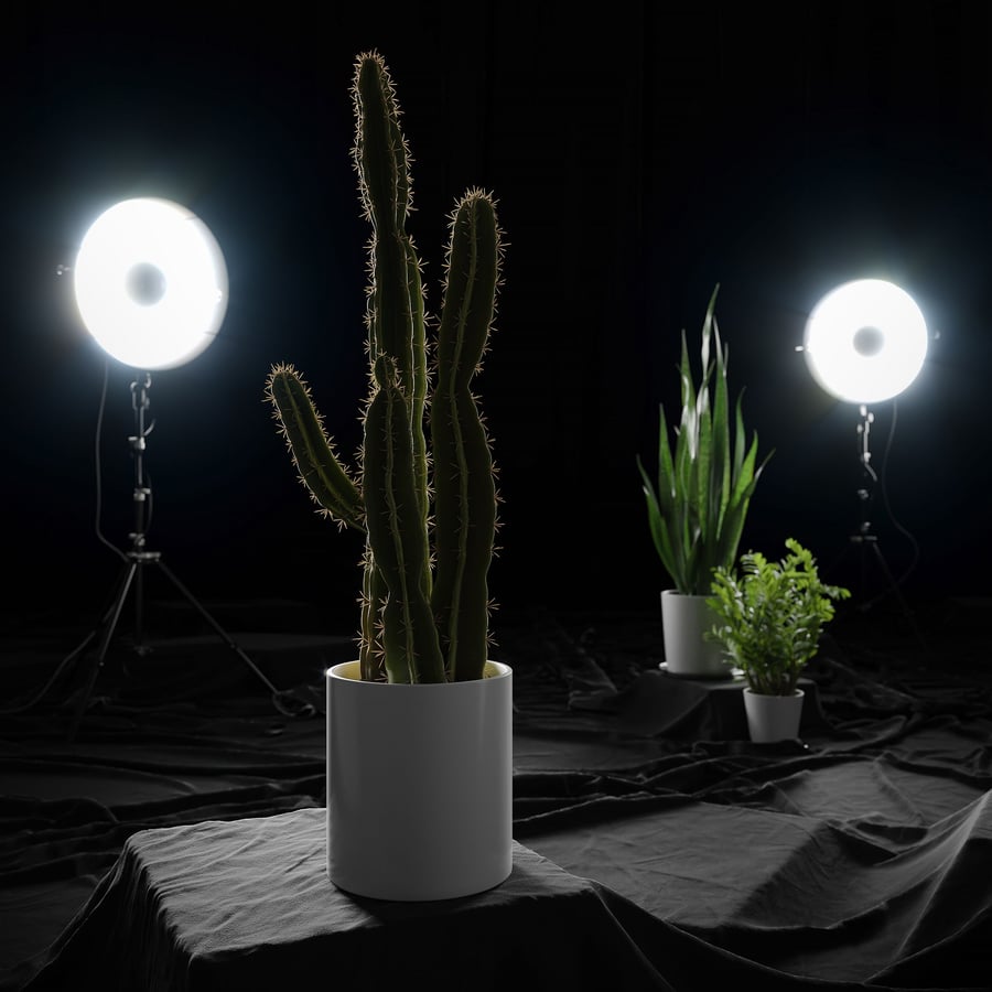 Model kaktusa Saguaro