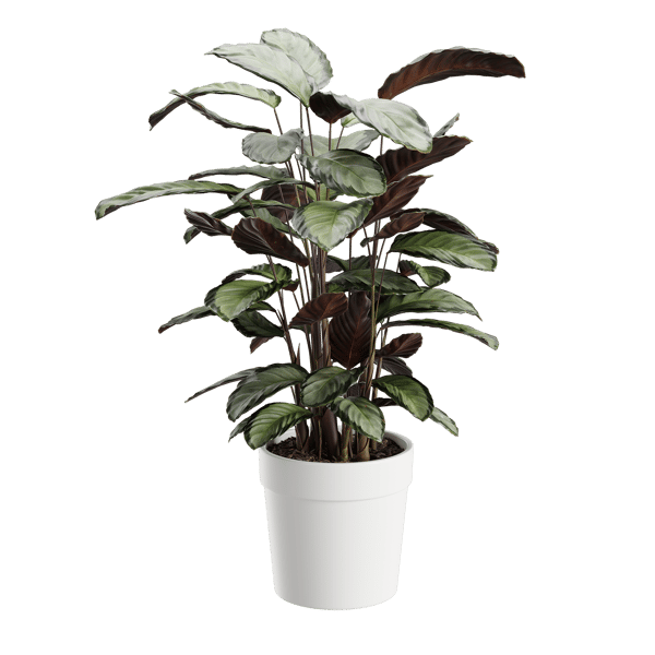 Calathea Argentea Model rostliny