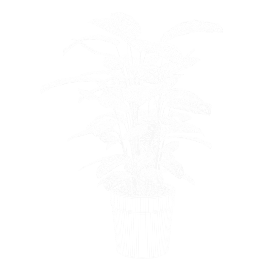 Model rośliny Calathea Argentea