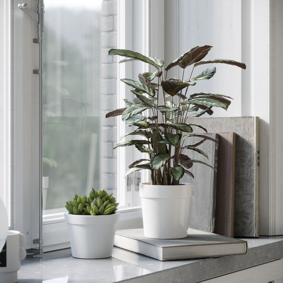 Model rośliny Calathea Argentea