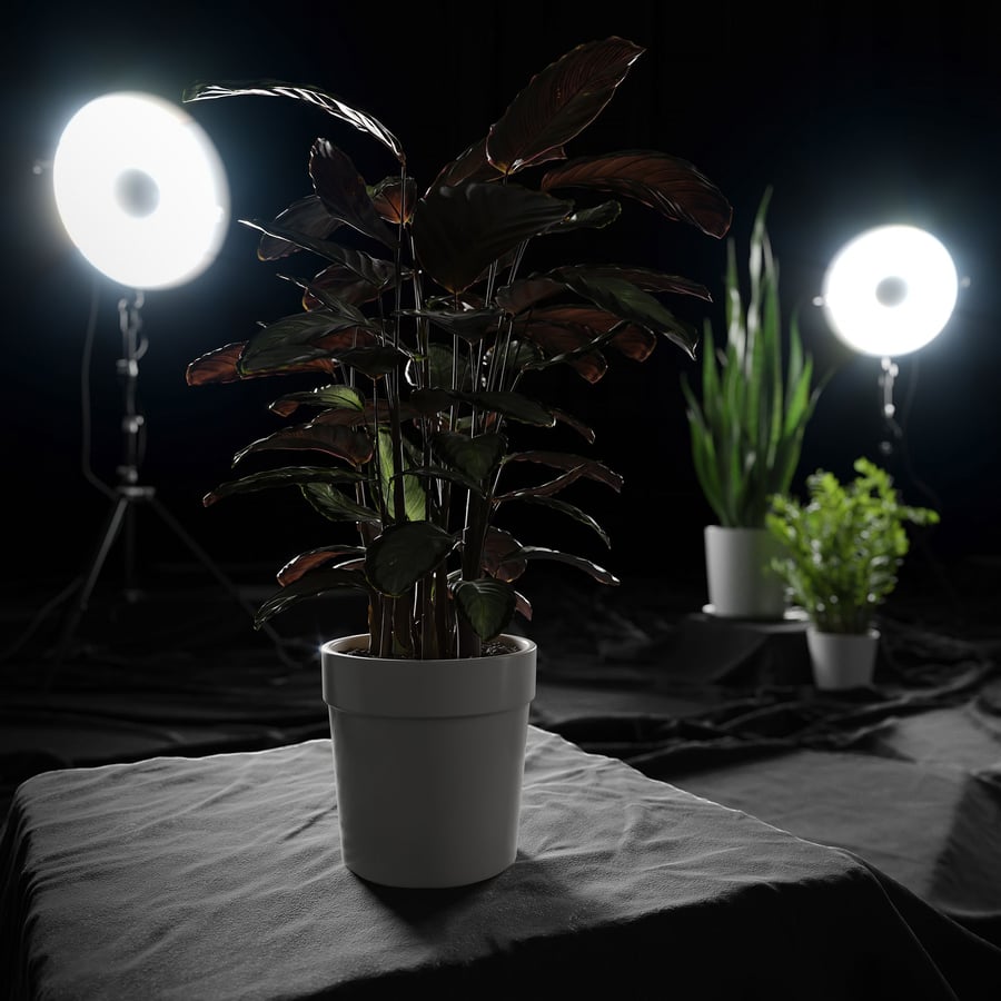 Model rośliny Calathea Argentea