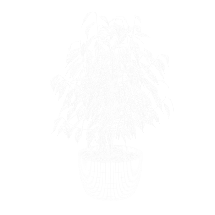 榕树植物模型