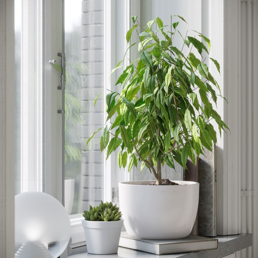 榕树植物模型