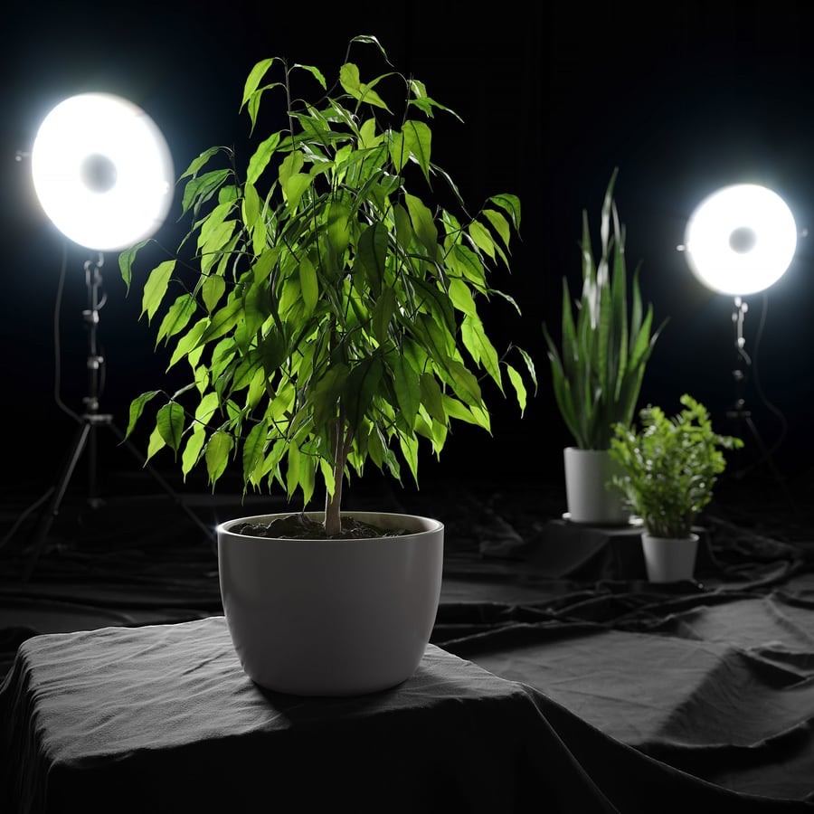 榕树植物模型