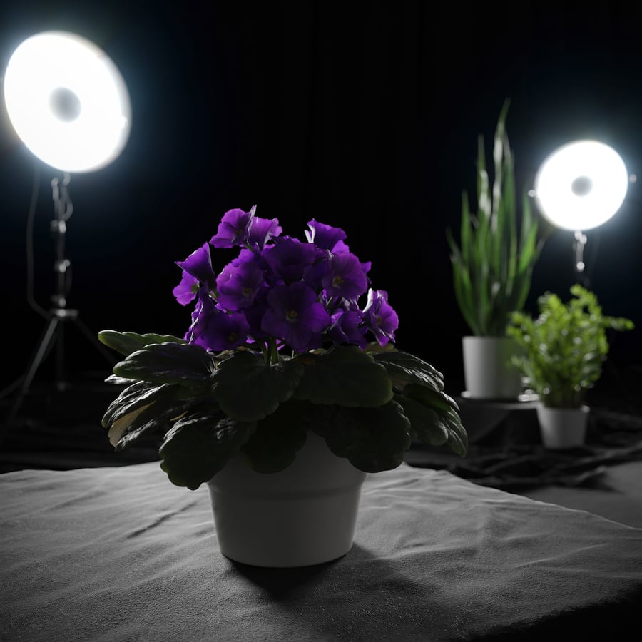 Modelo de planta de violeta africana