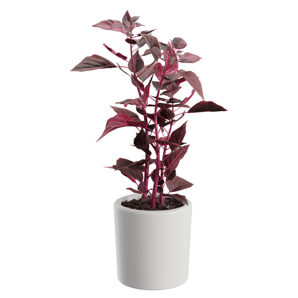 Modelo de planta de folha de sangue