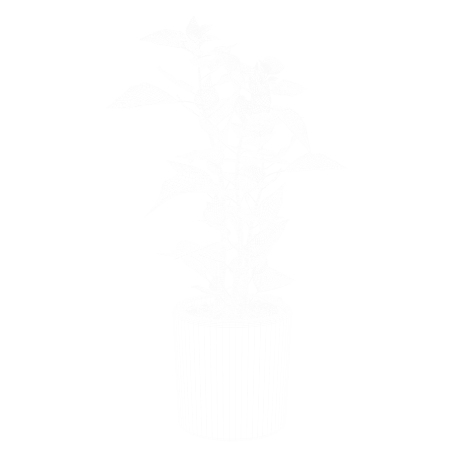 Model Bloedbladplant