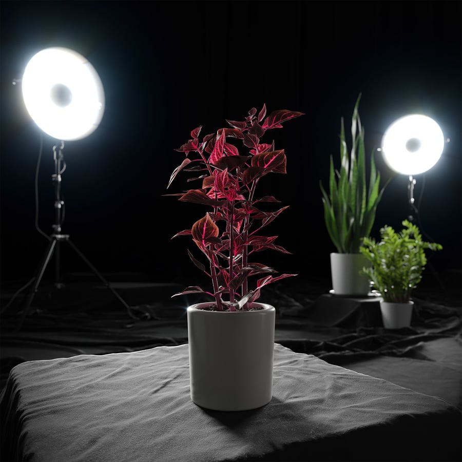 Model Bloedbladplant