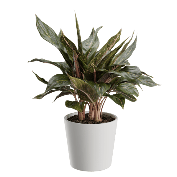 Μοντέλο φυτού Aglaonema