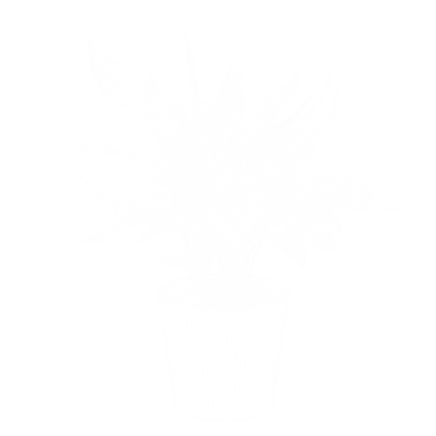 Model rośliny Aglaonema