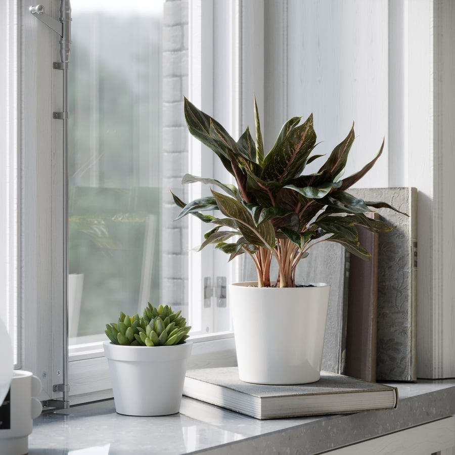 Model rośliny Aglaonema