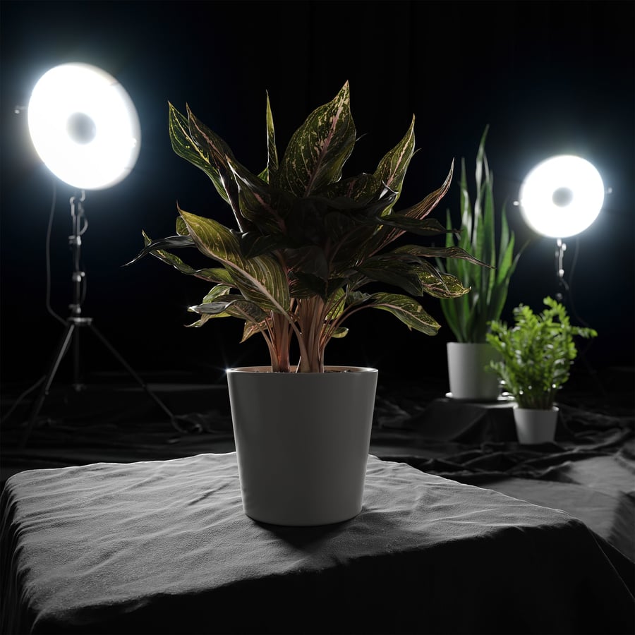 Model rośliny Aglaonema