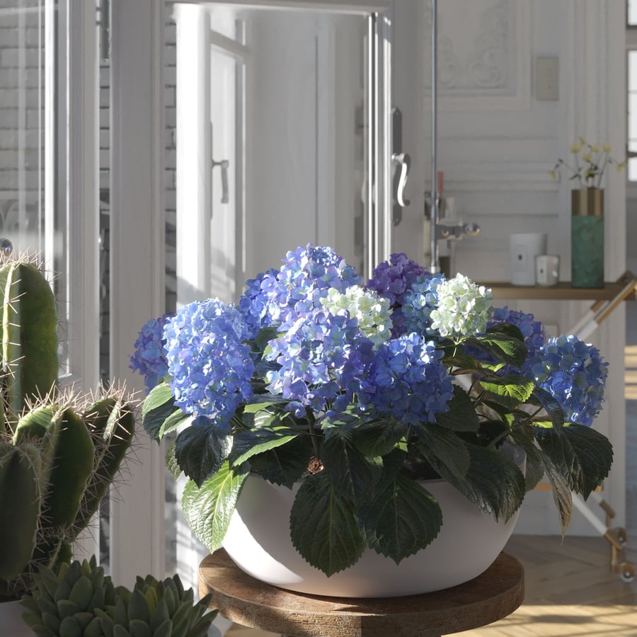 Modelo de planta de hortênsia grande com cabeça de esfregona, azul