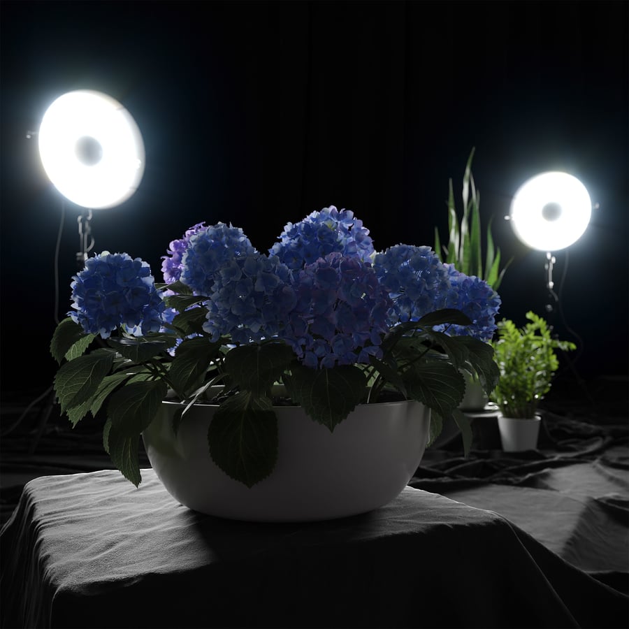 Modelo de planta de hortênsia grande com cabeça de esfregona, azul