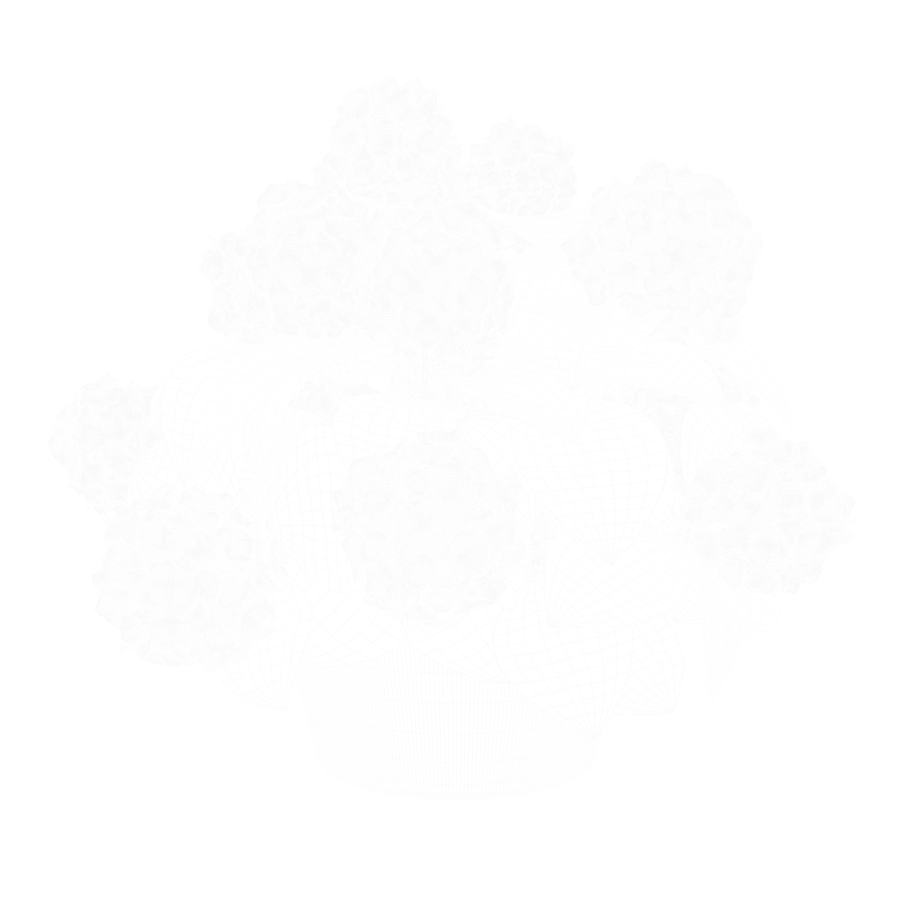 Model hortensia plant, blauw