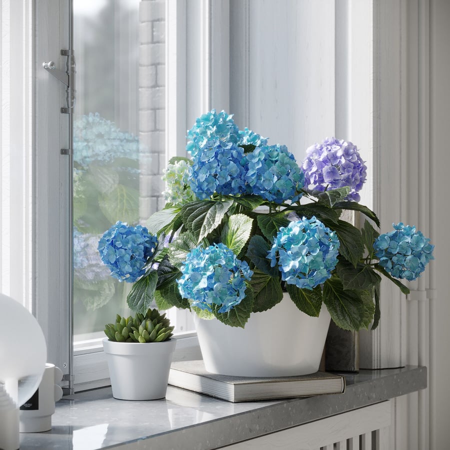 Model hortensia plant, blauw