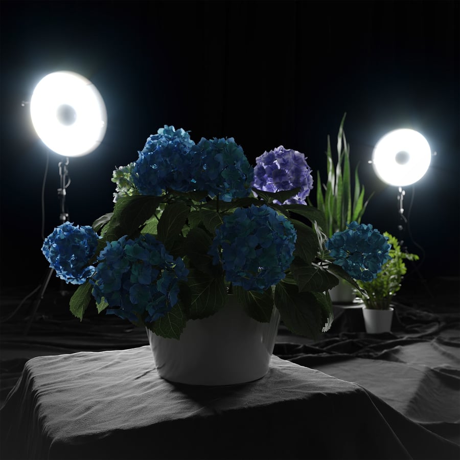 Model hortensia plant, blauw