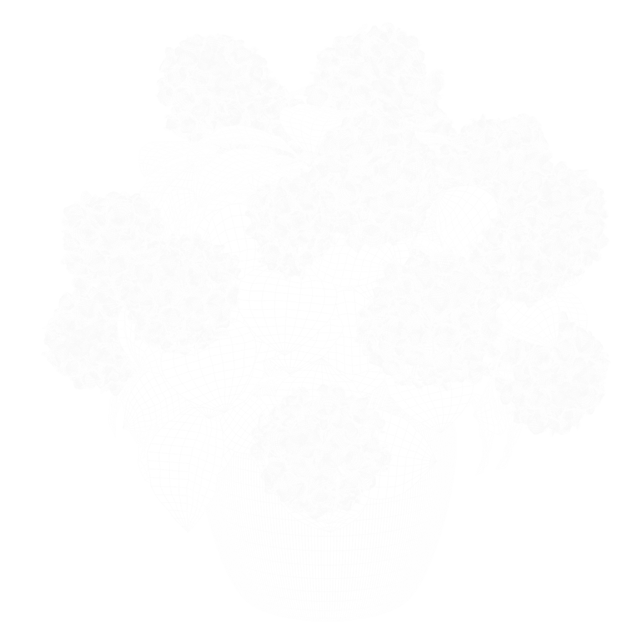 Modèle de plante d'hortensia Mophead, violet