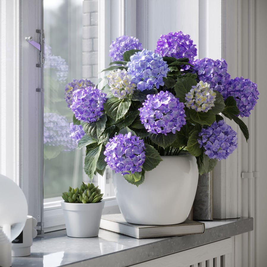 Modèle de plante d'hortensia Mophead, violet