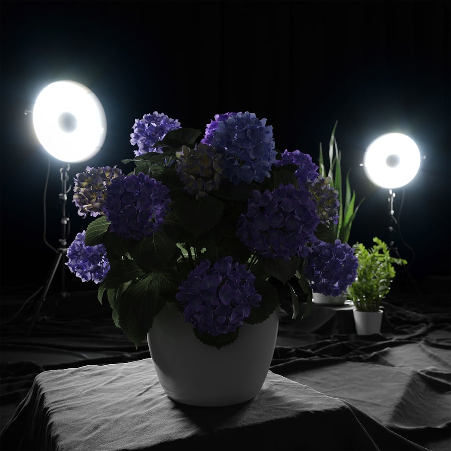 Modèle de plante d'hortensia Mophead, violet