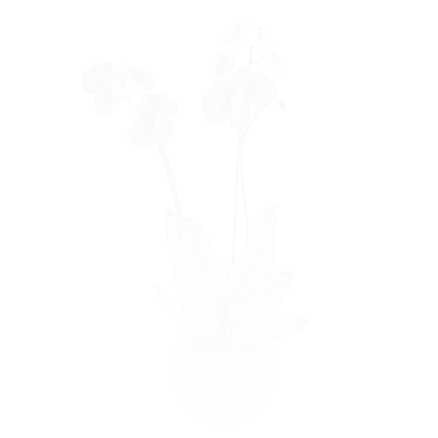Orchideeënplant Model, Paars