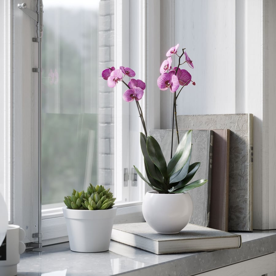 Orchideeënplant Model, Paars