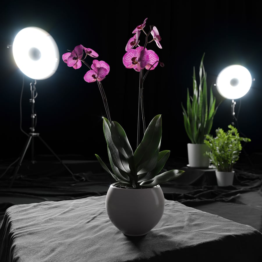 Orchideeënplant Model, Paars