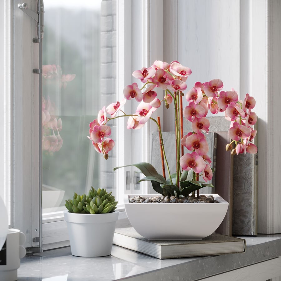 Orchideeënplant Model, Rood