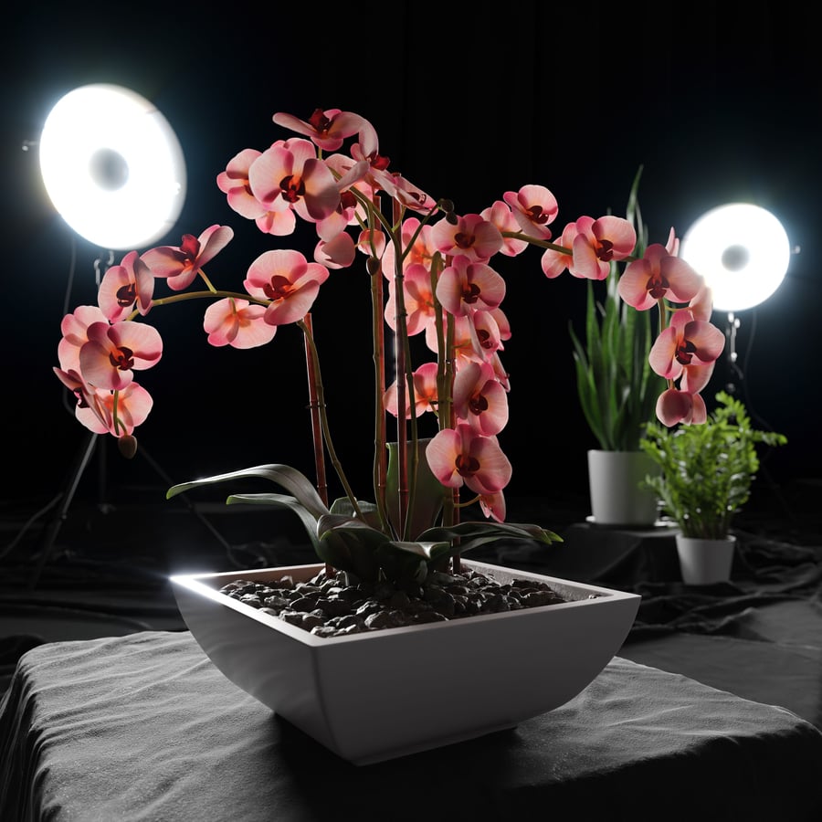 Orchideeënplant Model, Rood