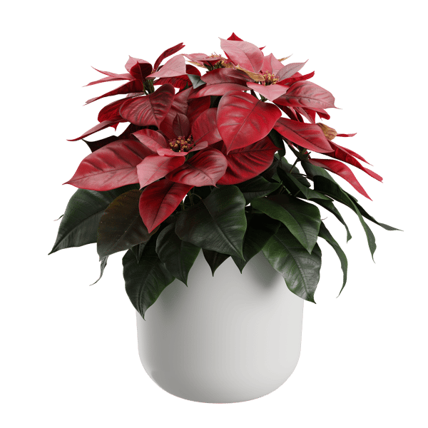 Μοντέλο φυτού Poinsettia