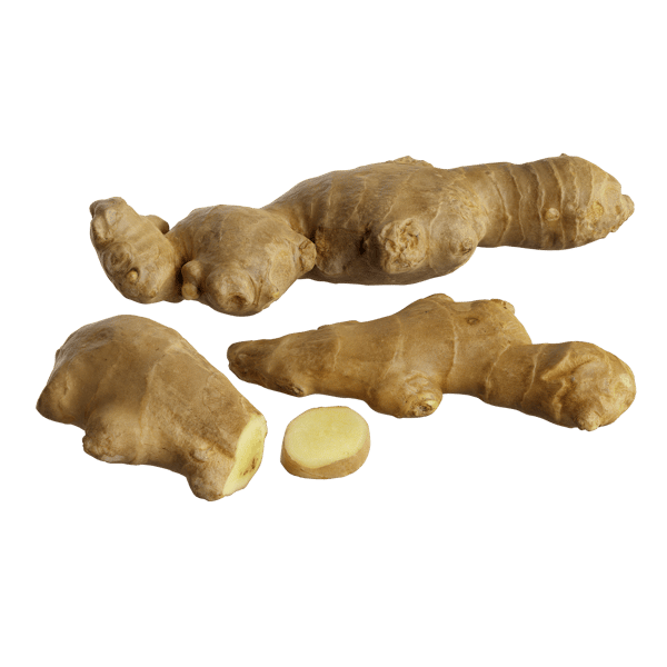 Ginger Modelleri