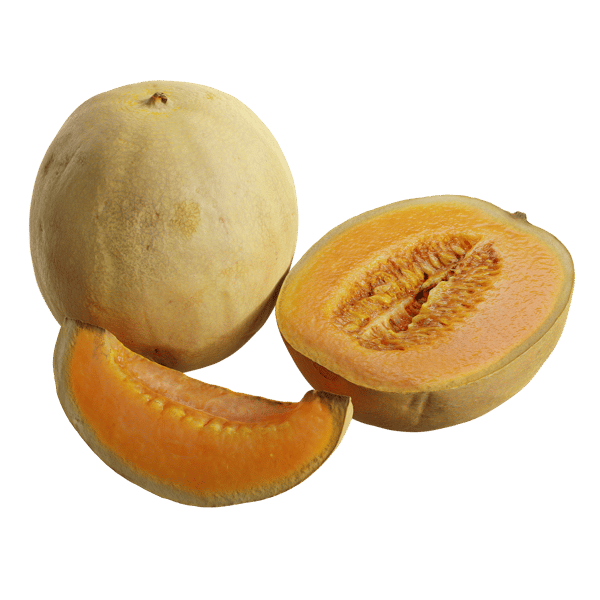 Cantaloupe-Melone-Modelle