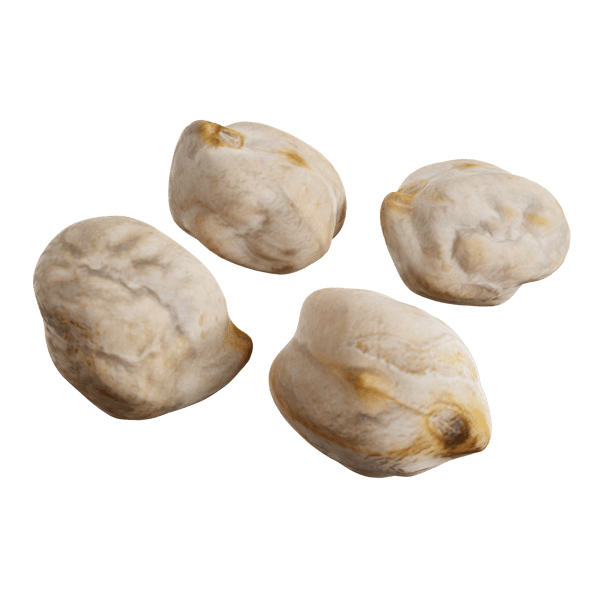 Kuru Nohut Modeli