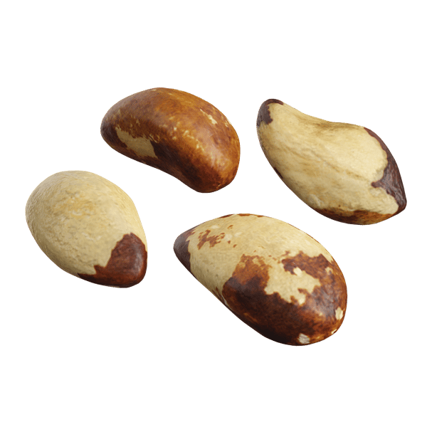 Rohe Paranüsse Modell