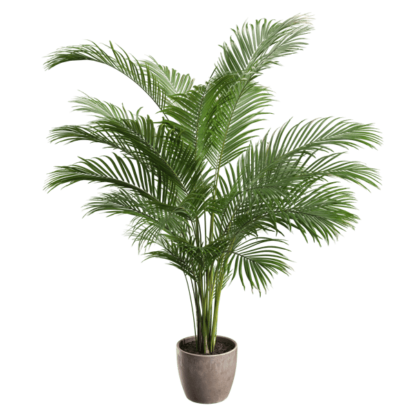 Модель среднего горшечного растения Areca Palm