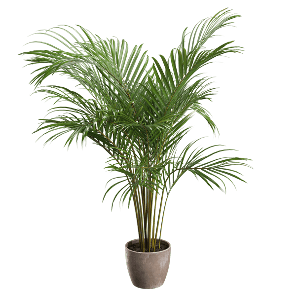 Маленькая модель горшечного растения Areca Palm