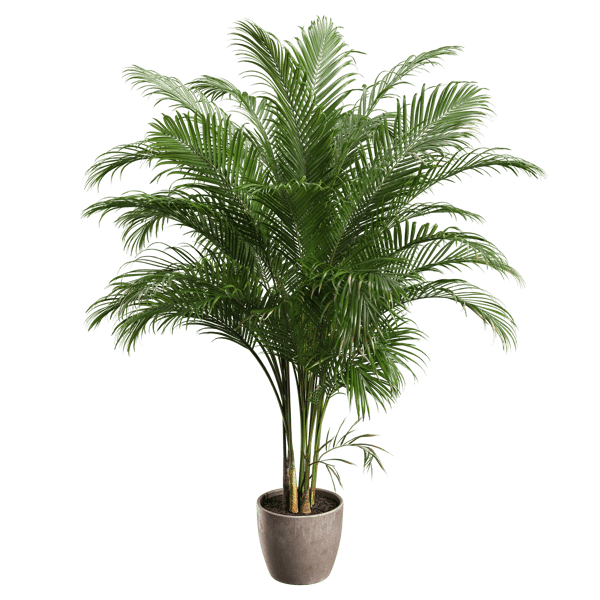 Model dużej rośliny doniczkowej Areca Palm