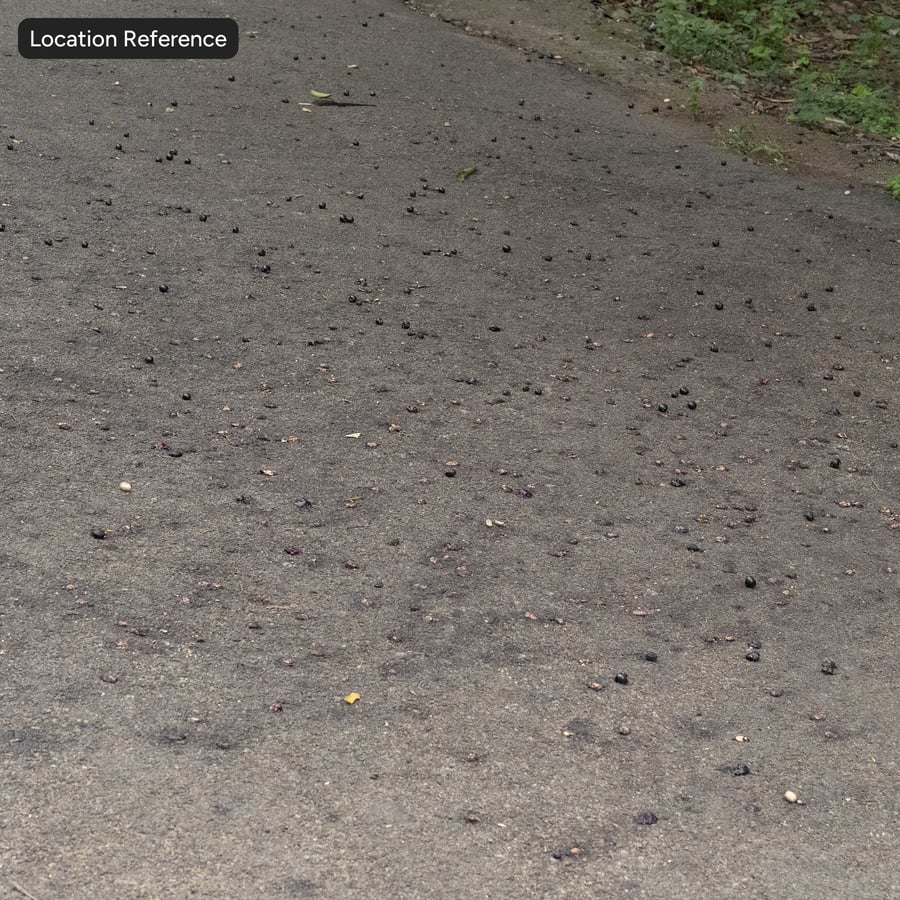 Weathered Porous Asphalt Path Texture, Dark Brown