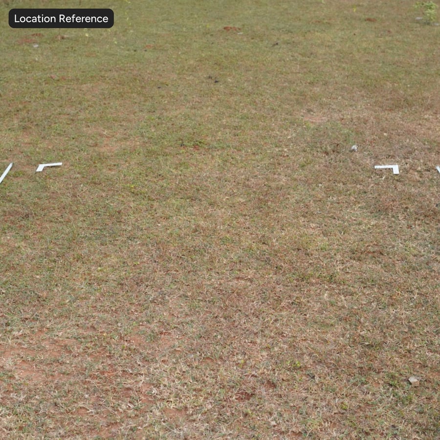 Spotty Grass on Dirt Υφή