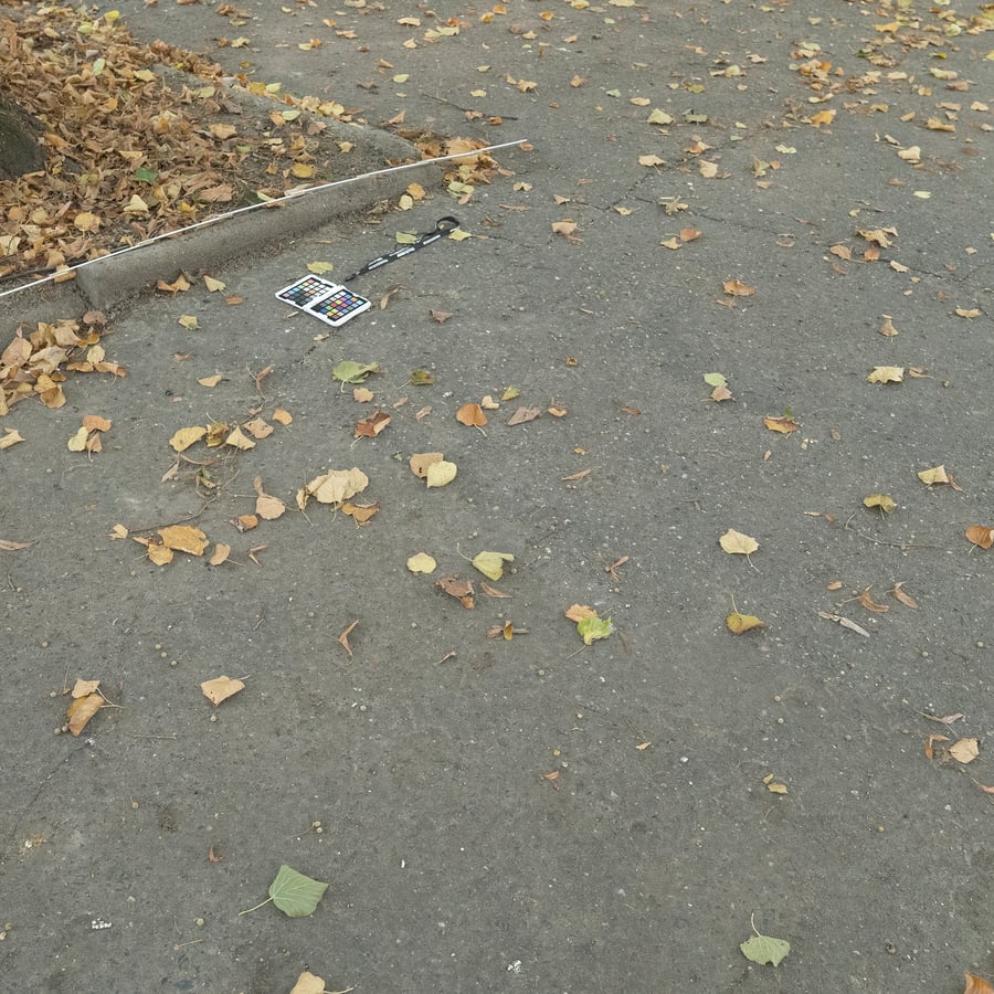 Löv på krackelerande asfaltstruktur
