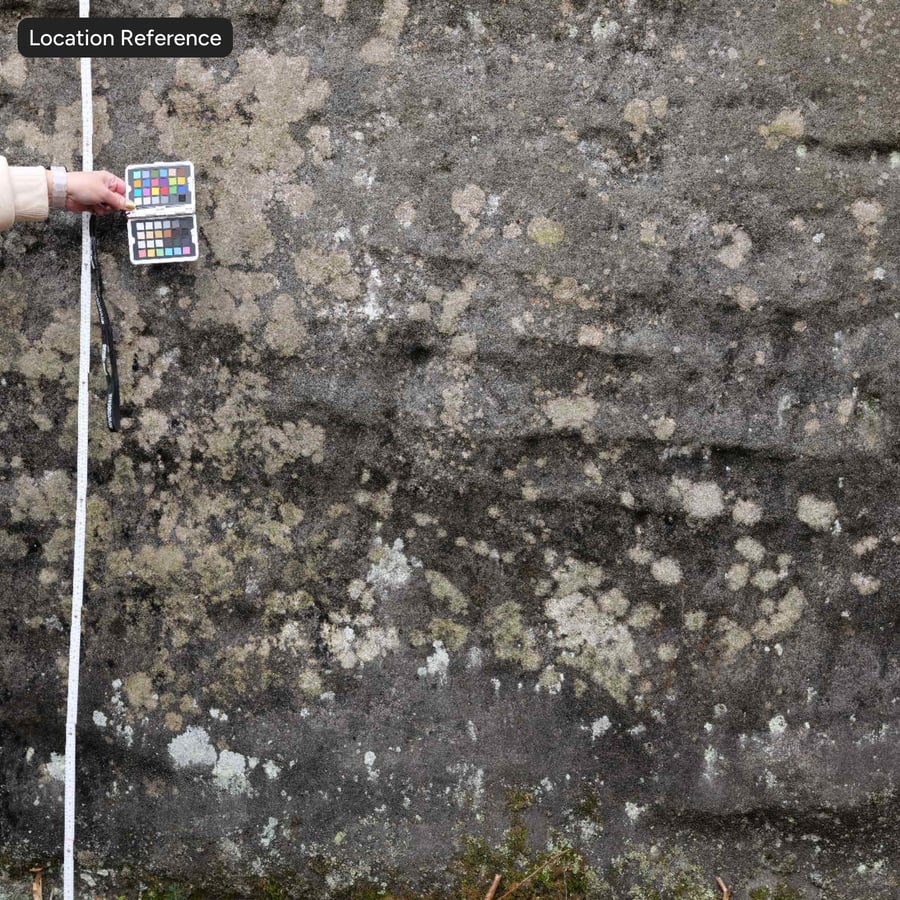 Lichene macchiato Struttura rocciosa della scogliera