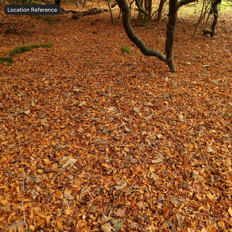 Texture des feuilles d'automne tombées
