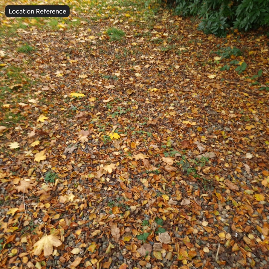 Herbstblätter auf Dreck Textur