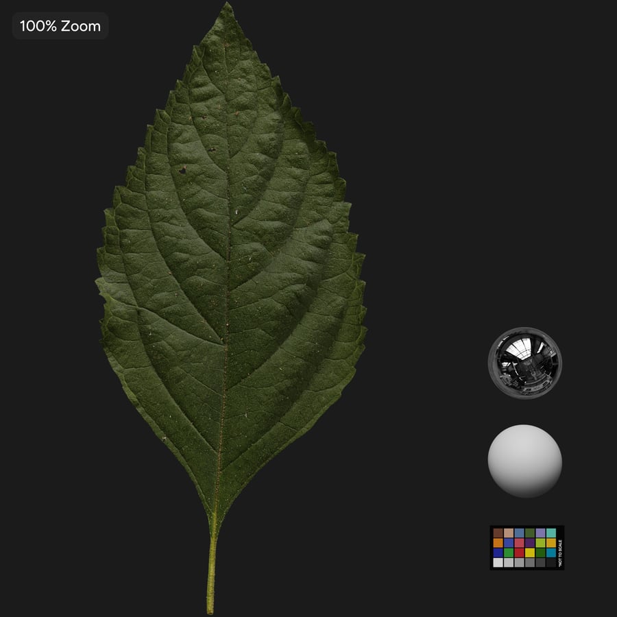 Beautyberry Leaves Texture Atlas